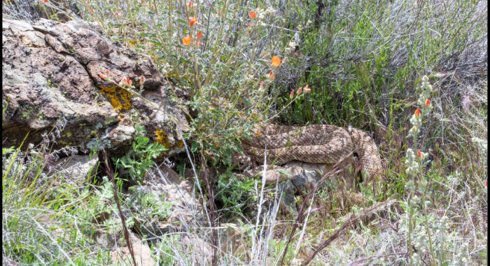 Spring Western Diamondback Rattlesnakes