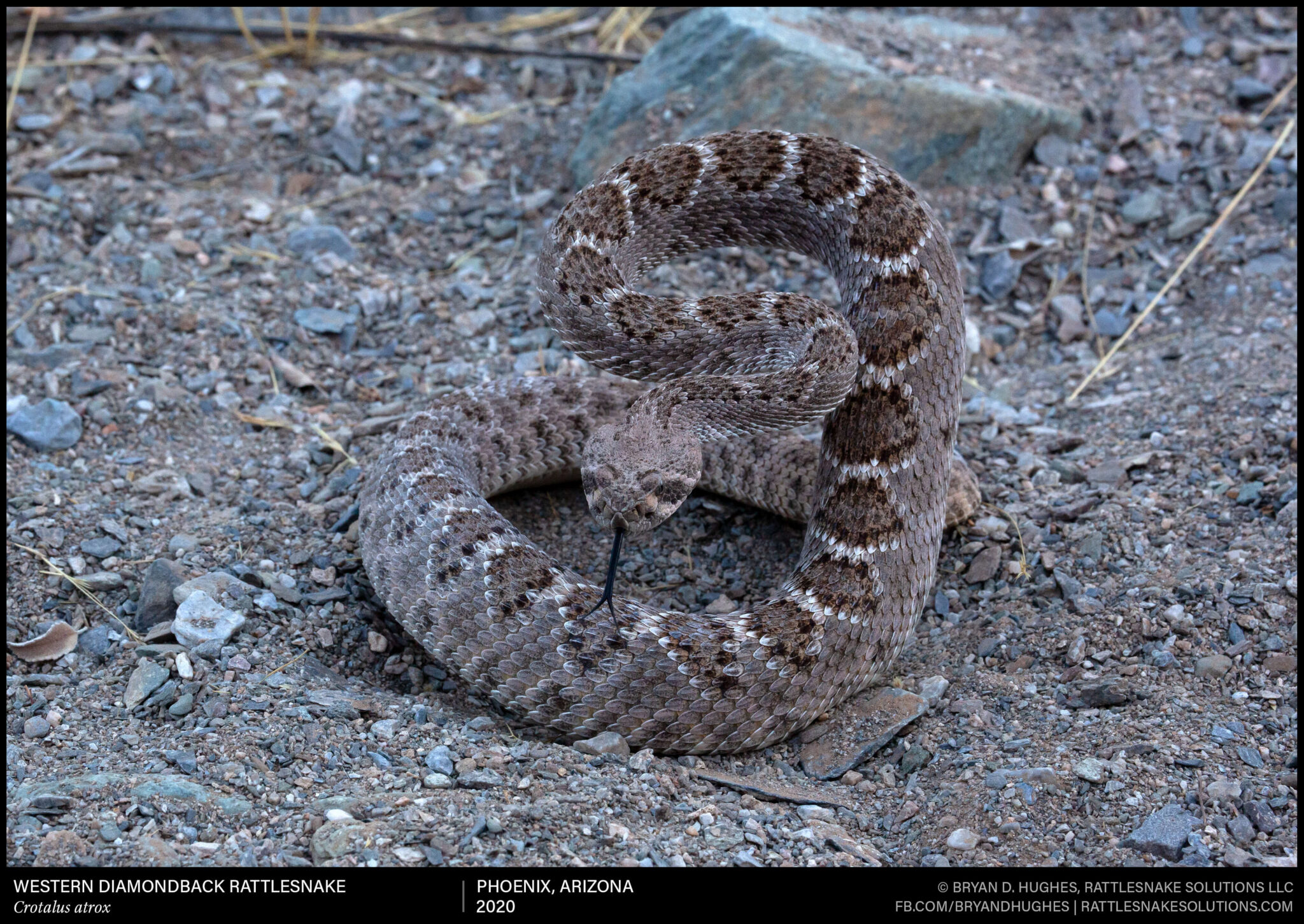 Defensive Western Diamondback Rattlesnake - Field Herper