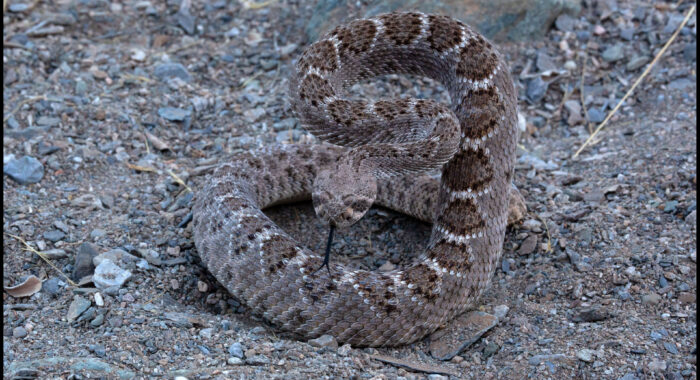 Defensive Western Diamondback Rattlesnake
