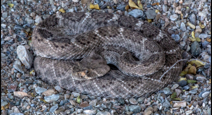 Western Diamondback Rattlesnake Resting In Sand