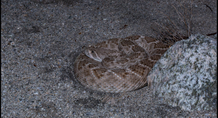 Western Diamondback Rattlesnake Staying Cool