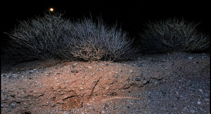 Sonoran Sidewinder Tracking and Mating