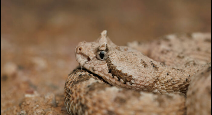 Sonoran Sidewinder Close Up