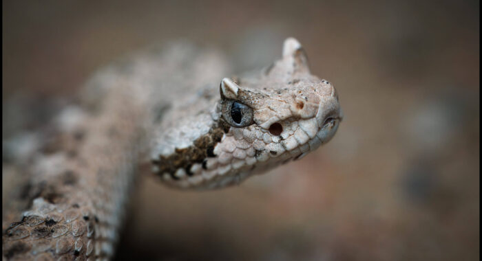 Sonoran Sidewinder Close Up