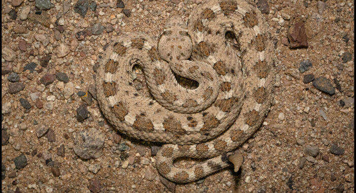 Young Sonoran Sidewinder