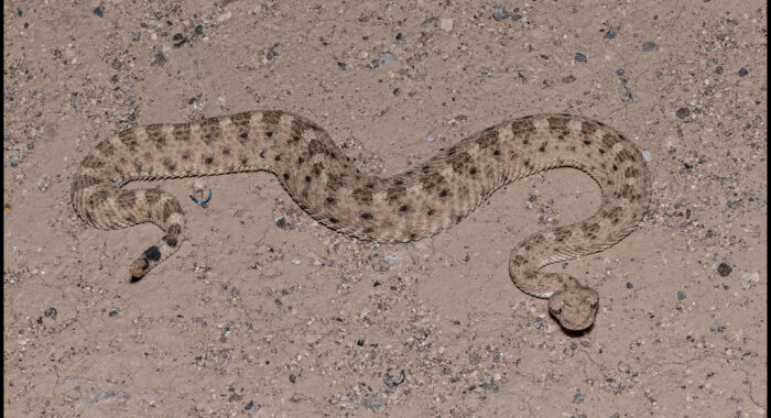 Sidewinder, The Horned Rattlesnake