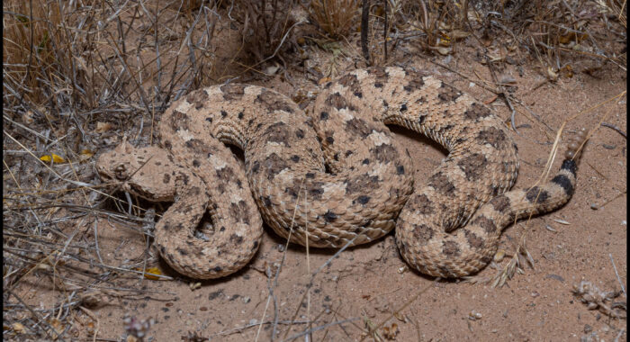 Sonoran Sidewinder