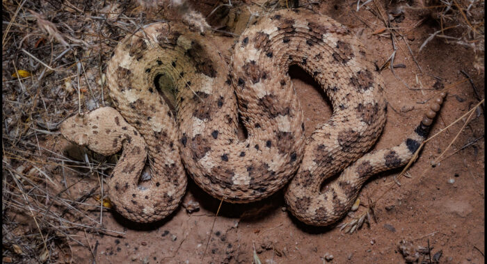 Sonoran Sidewinder