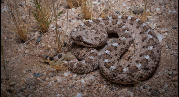Young Sonoran Sidewinder