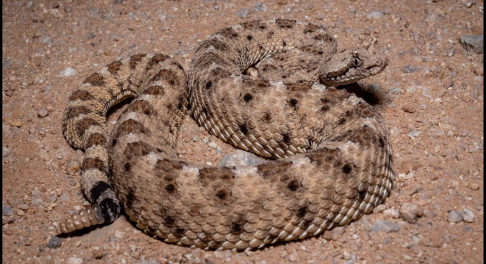 Sonoran Sidewinder Near Phoenix