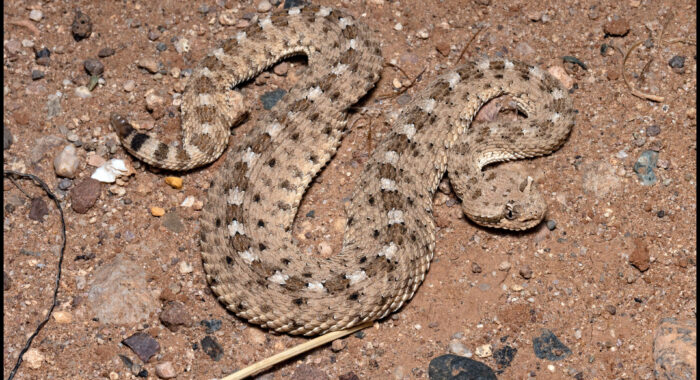 Sonoran Sidewinder On A Dirt Road
