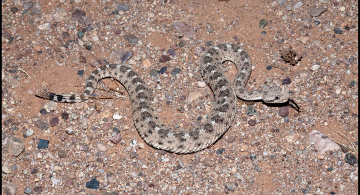 Sonoran Sidewinder Near Phoenix