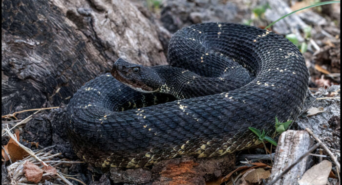 Arizona Black Rattlesnake In Daylight