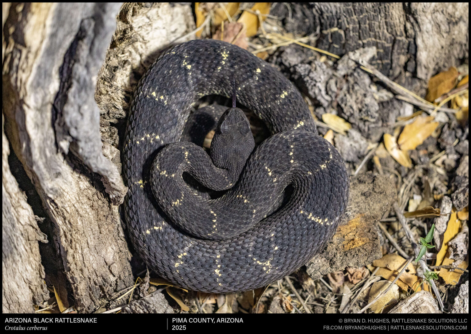 Arizona Black Rattlesnake in Southern Arizona - Field Herper