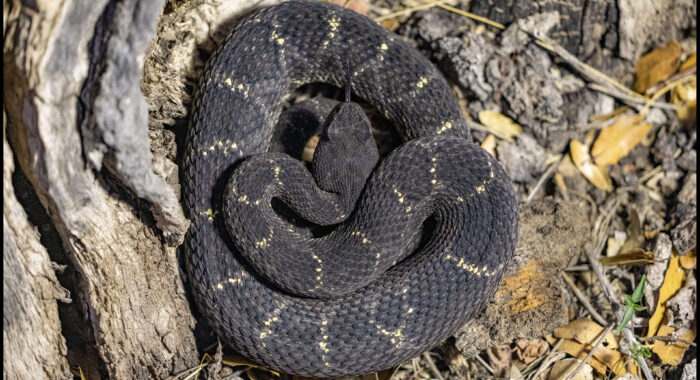 Arizona Black Rattlesnake in Southern Arizona