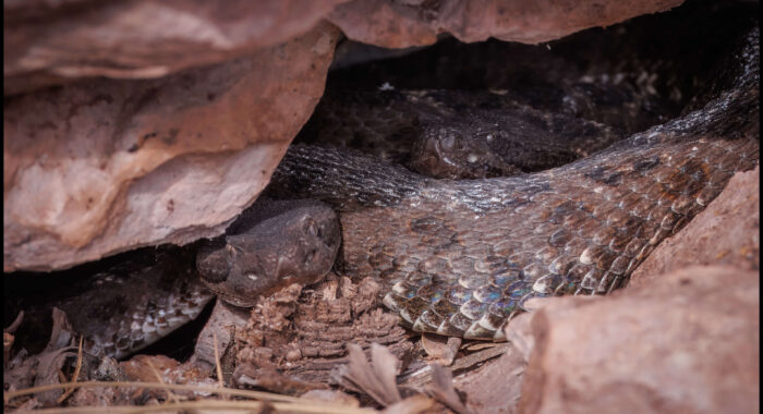 Arizona Black Rattlesnakes