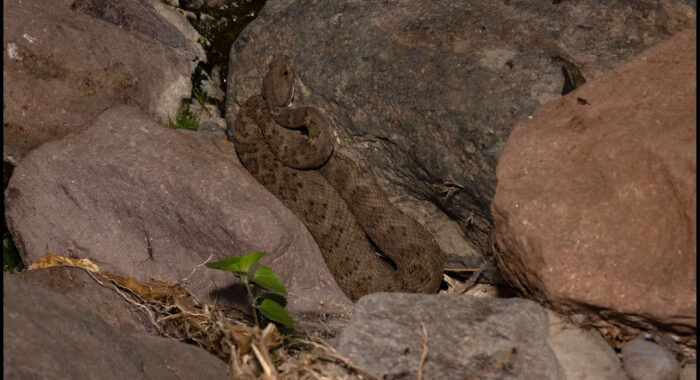Arizona Black Rattlesnake In Ambush