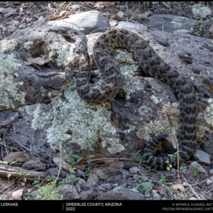 Arizona Black Rattlesnake from Greenlee County