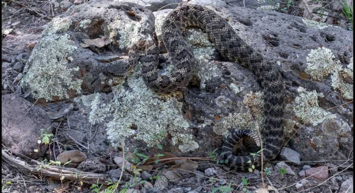 Arizona Black Rattlesnake from Greenlee County Arizona Black Rattlesnake from Greenlee County