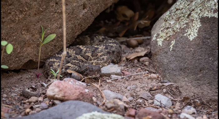 Arizona Black Rattlesnake from Greenlee County