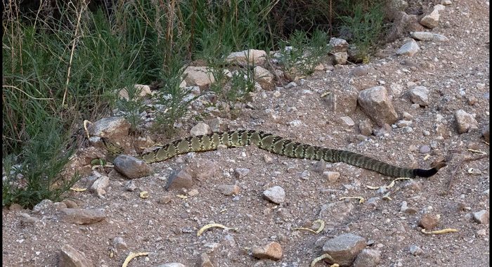 Blacktailed Rattlesnake Stopping on a Road Isn’t “Sunning”