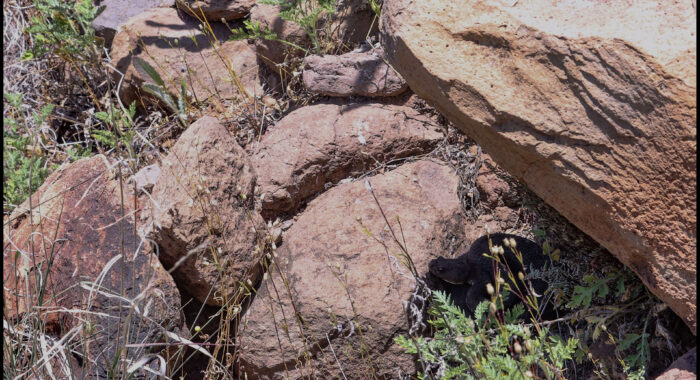 Arizona Black Rattlesnake Below Its Den