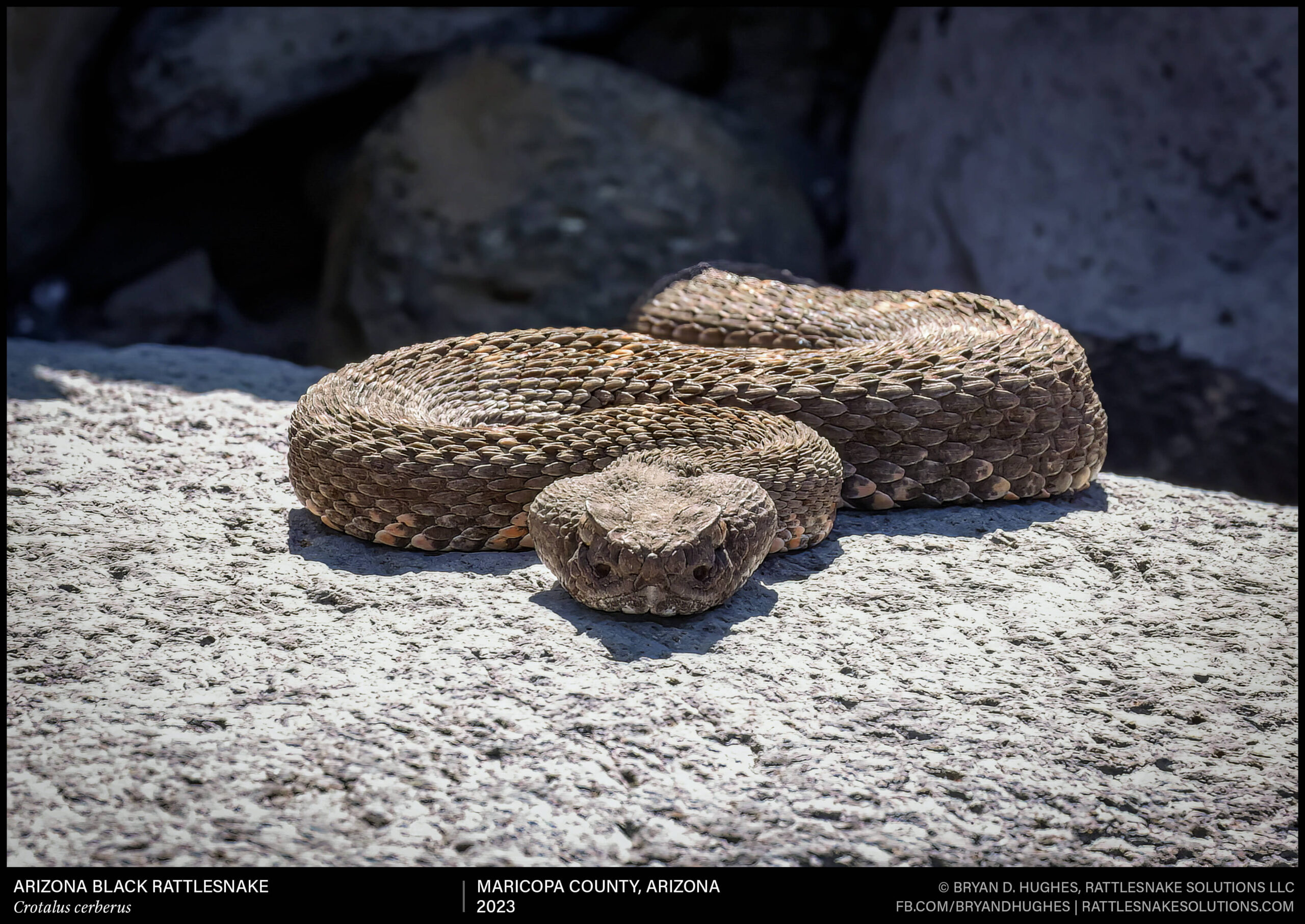 Arizona Black Rattlesnake In Ambush