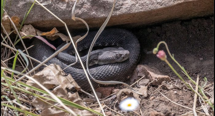 Arizona Black Rattlesnake Mother at a Den for the Summer