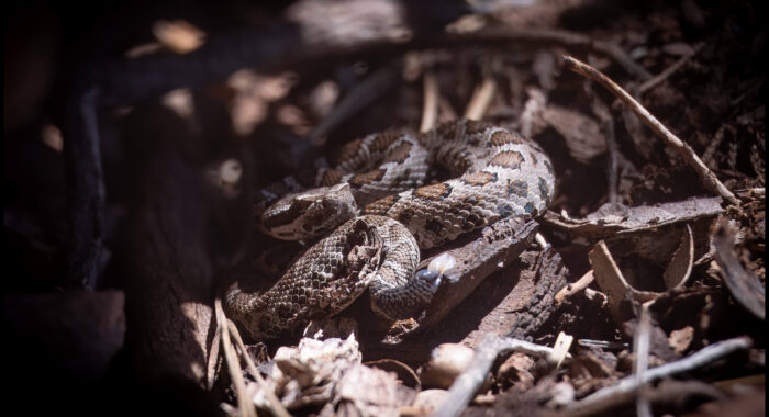 Arizona Black Rattlesnake Baby