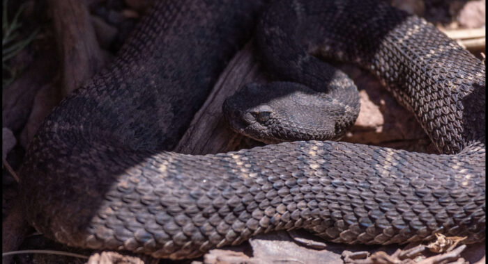 Arizona Black Rattlesnake At Its Den