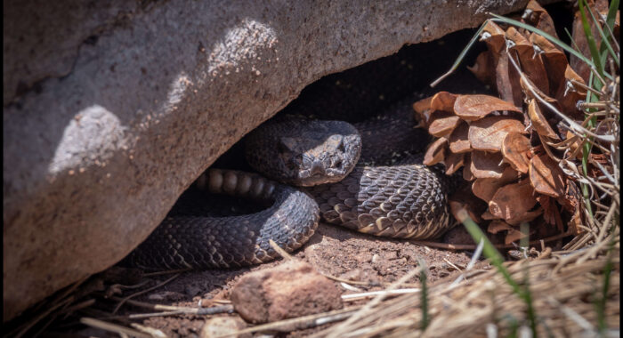 Arizona Black Rattlesnake Watching Us
