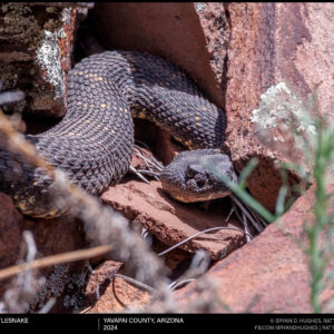 Arizona Black Rattlesnake Sighting