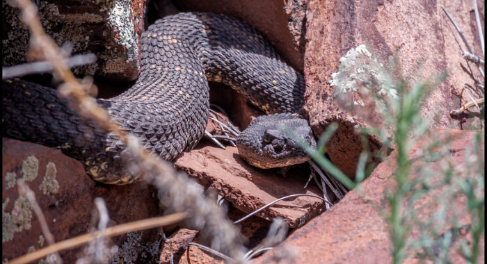 Arizona Black Rattlesnake Sighting