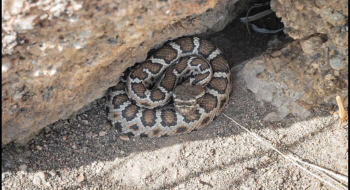 Young Arizona Black Rattlesnake