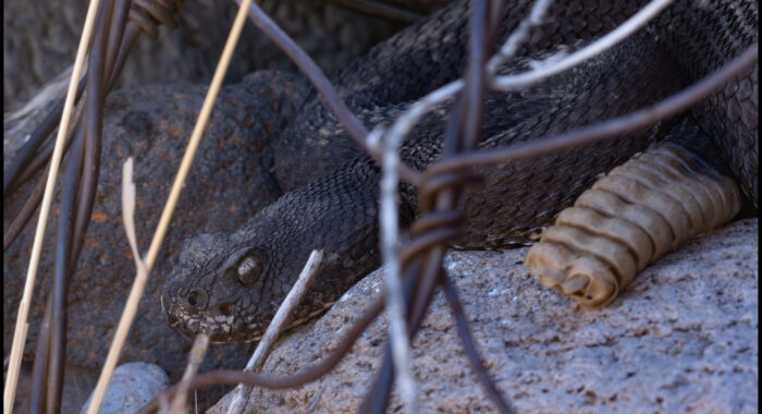 Arizona Black Rattlesnake In An Old Wall