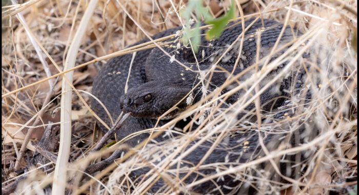 Arizona Black Rattlesnake In The Grass