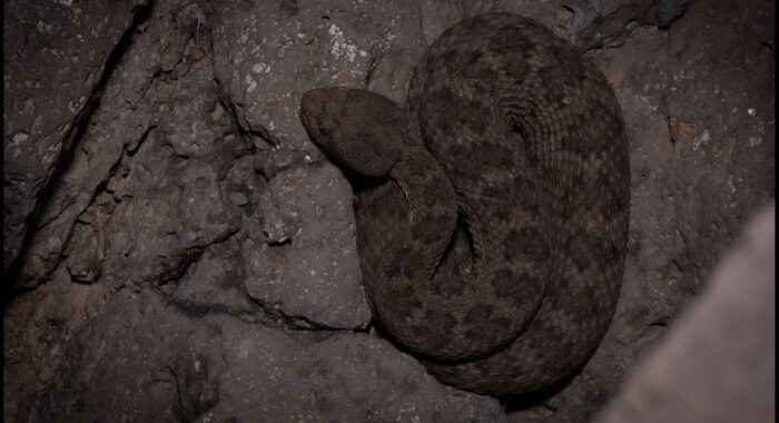 Arizona Black Rattlesnake Ambush Path
