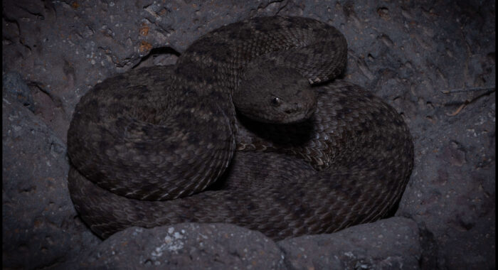 Arizona Black Rattlesnake