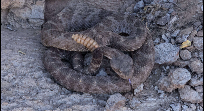 Arizona Black Rattlesnake Near Phoenix