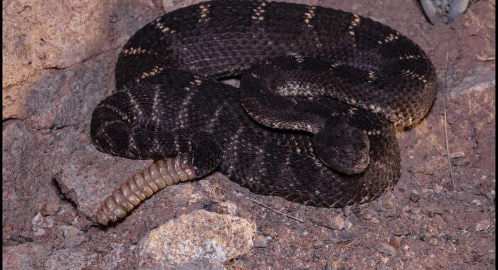 Arizona Black Rattlesnake at Night