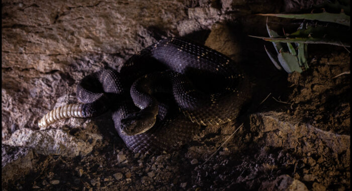 Arizona Black Rattlesnake At Night