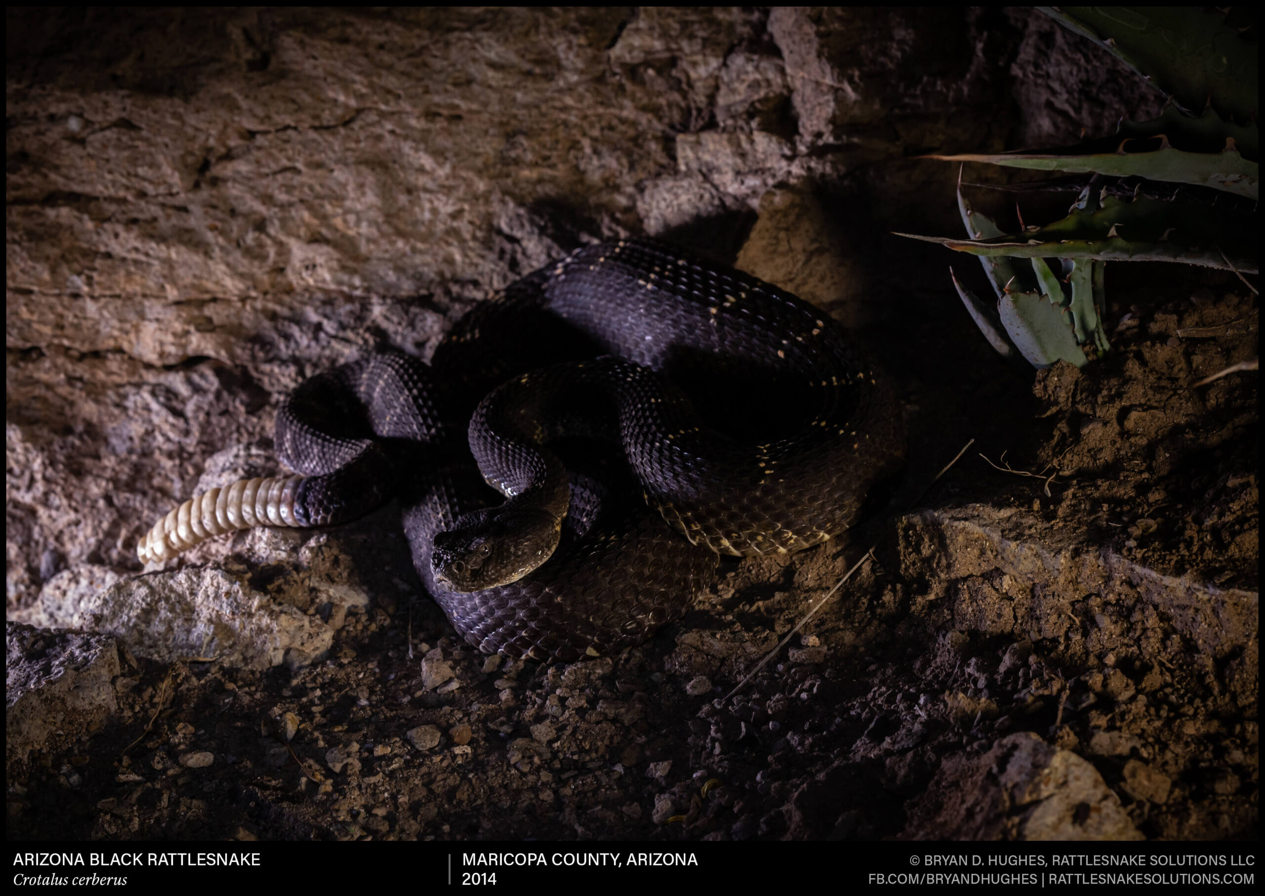 Arizona Black Rattlesnake At Night