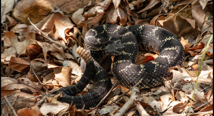 Arizona Black Rattlesnake From Southern Arizona