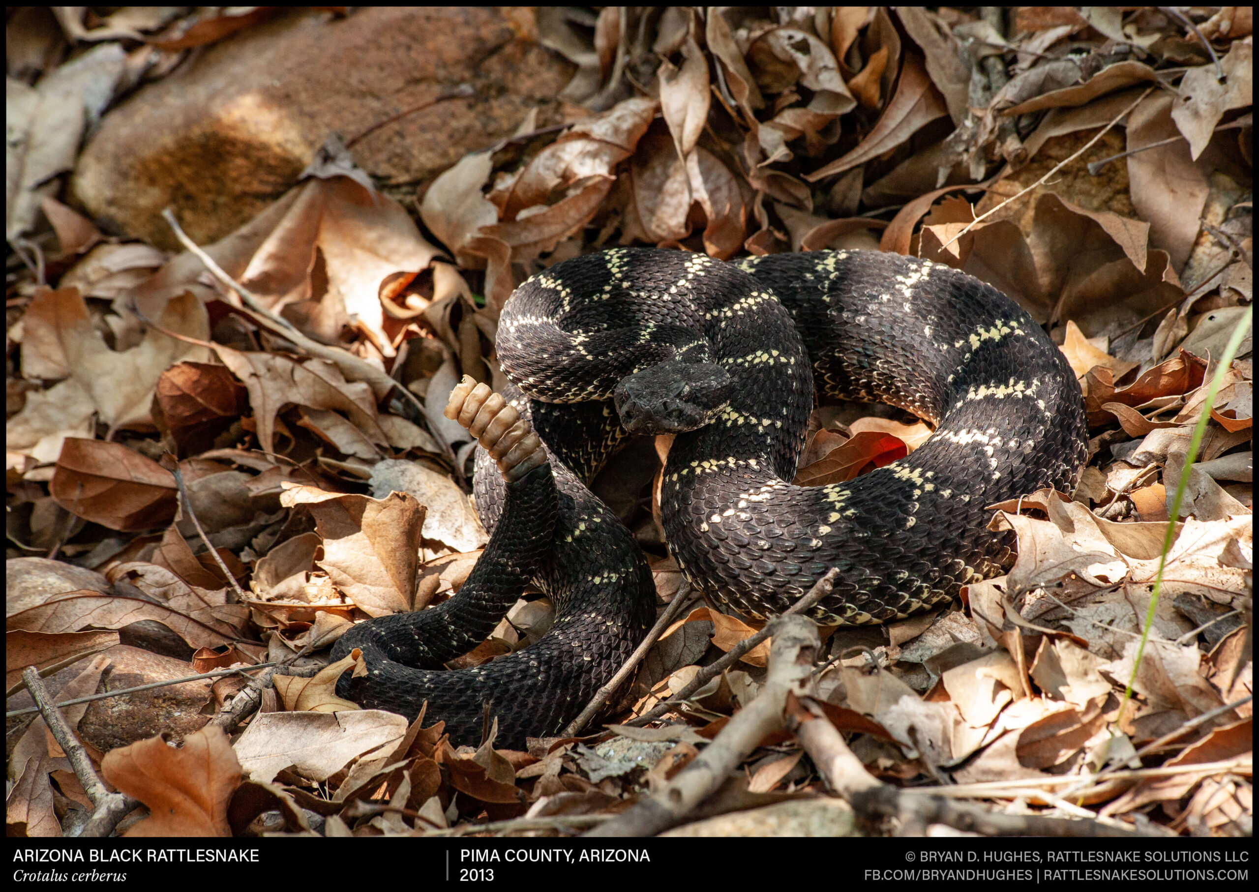 Arizona Black Rattlesnake From Southern Arizona Arizona Black Rattlesnake From Southern Arizona