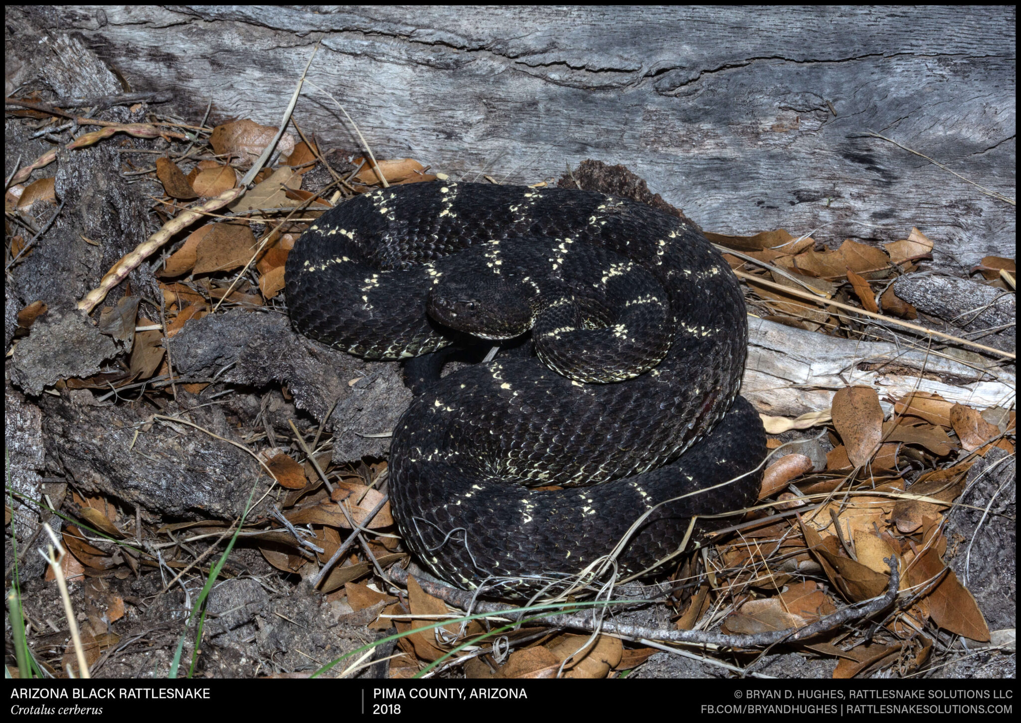 Arizona Black Rattlesnake from the Rincon Mountains - Field Herper