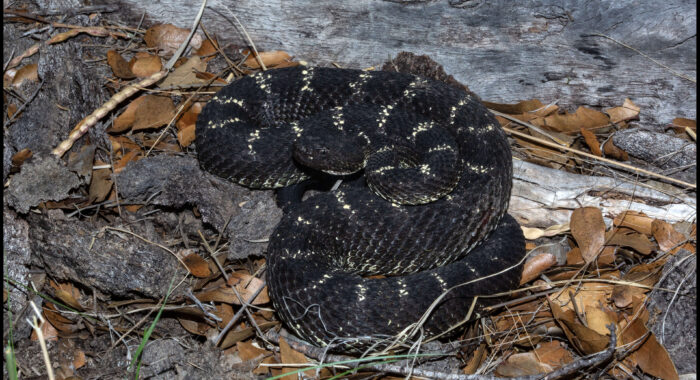 Arizona Black Rattlesnake from the Rincon Mountains