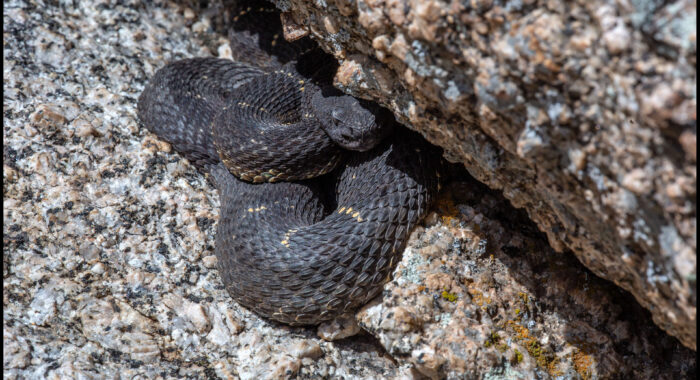 Arizona Black Rattlesnakes At A Multi-Species Den