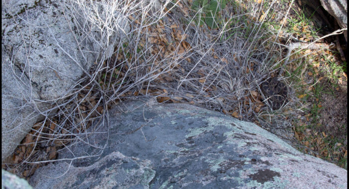 Arizona Black Rattlesnake Den