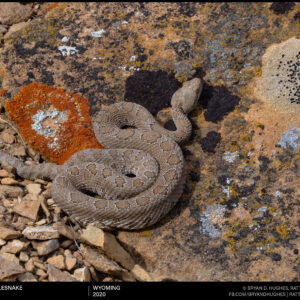 Midget Faded Rattlesnake in Wyoming