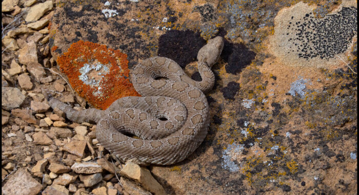 Midget Faded Rattlesnake in Wyoming